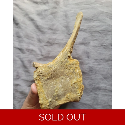 Great Quality Spinosaurus Vertebra Bone Fossil Dinosaur Theropod Trex Great Quality Spinosaurus Vertebra Bone Fossil Dinosaur Theropod Trex